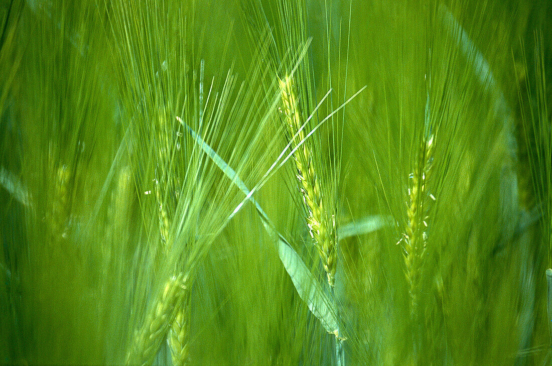 Barley (Hordeum vulgare)