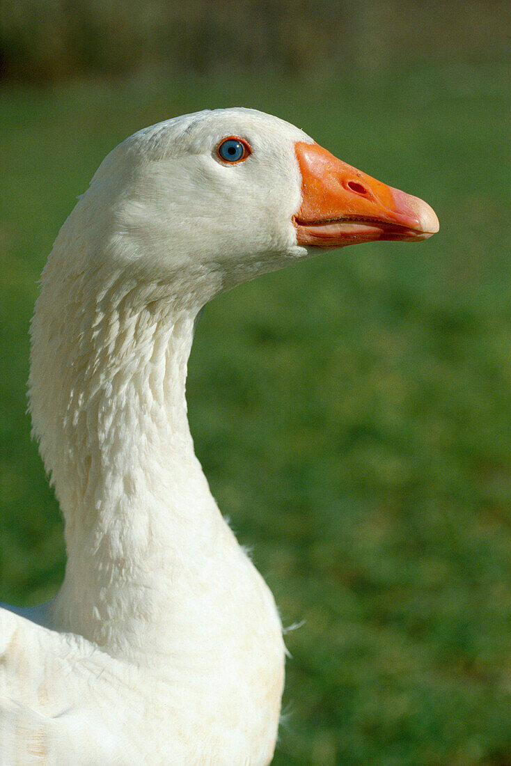 Domestic goose