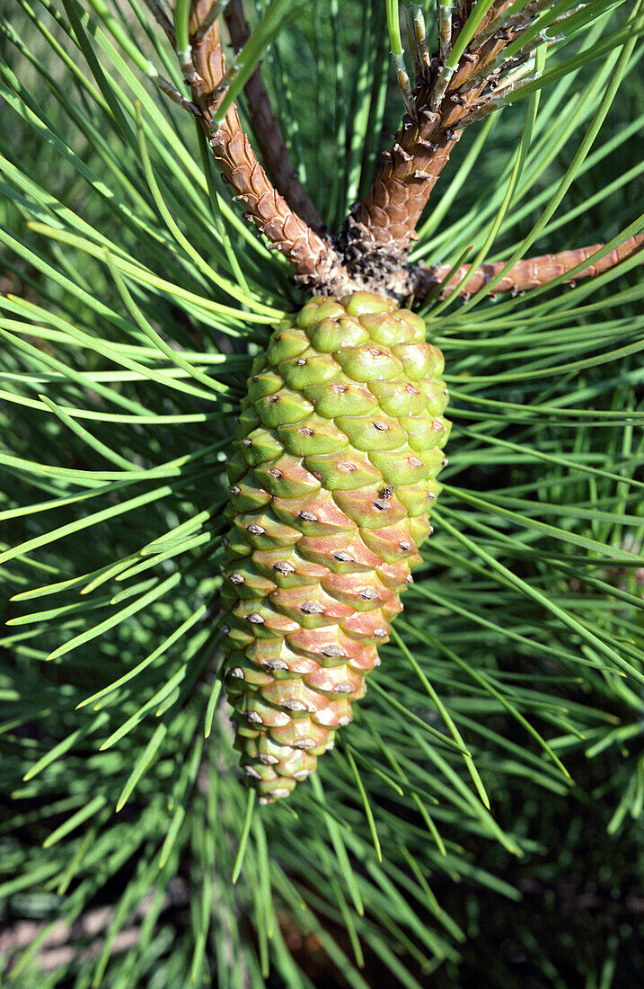 Pine cone (Pinus sp.)
