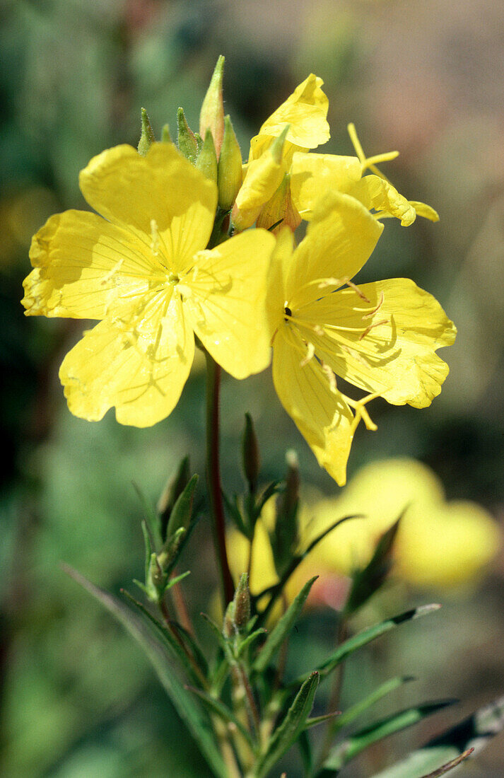 Evening primrose (Oenothera sp.)