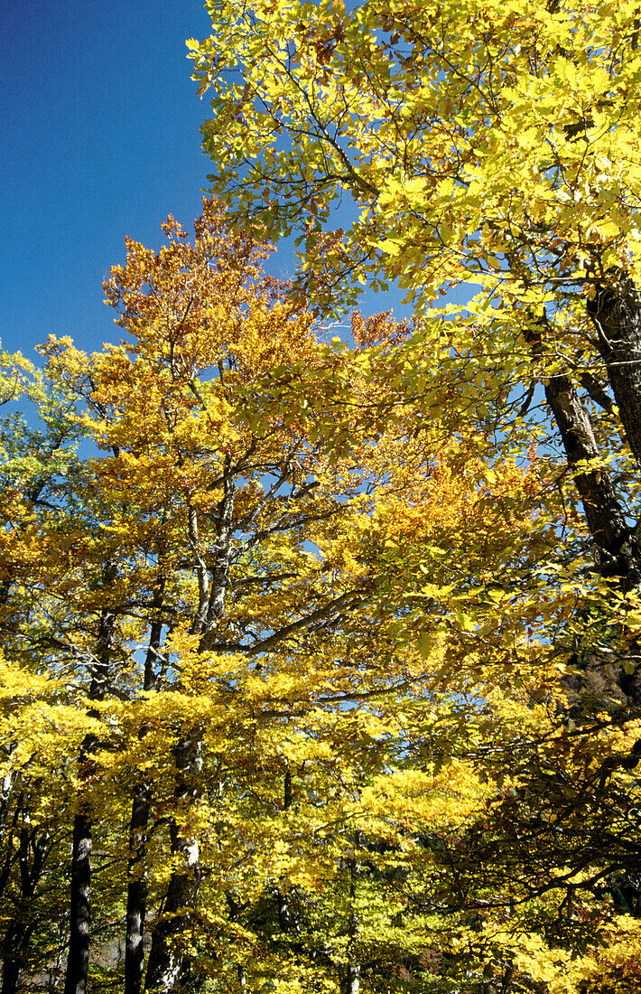 Fall colors, Vall d Aran, Lleida province, Spain