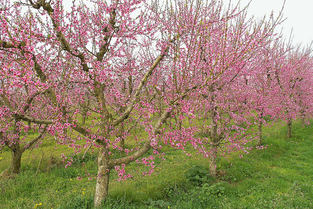 Nectarines (Prunus persica hybr.)