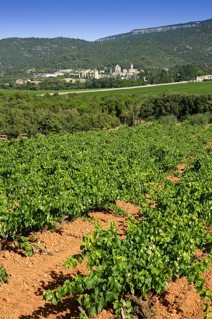 Vineyards. Poblet monastery. Conca de Barberà, Tarragona province, Catalonia, Spain