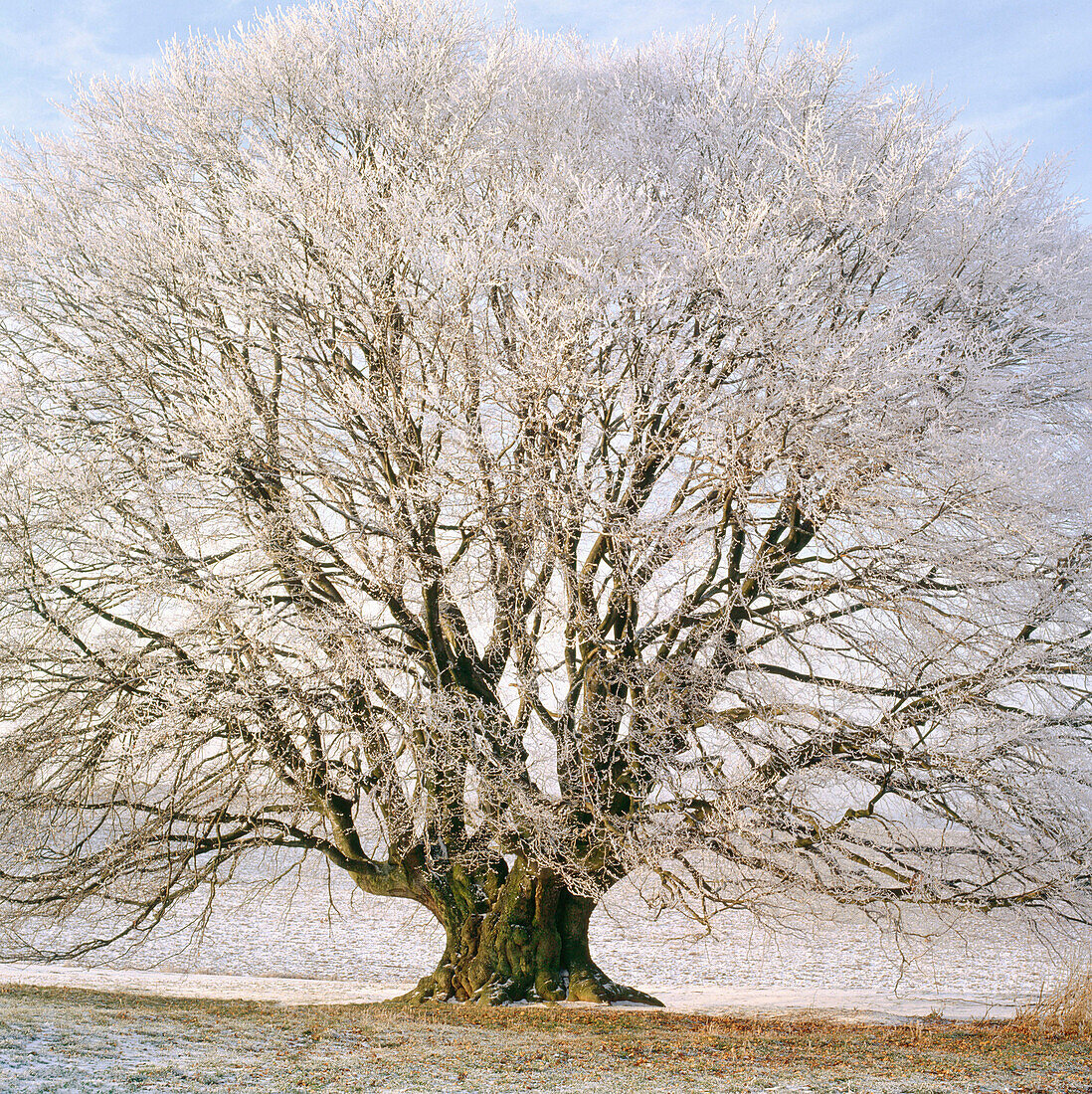 Frost-covered beech (Fagus Sylvatica). Bavaria. Germany