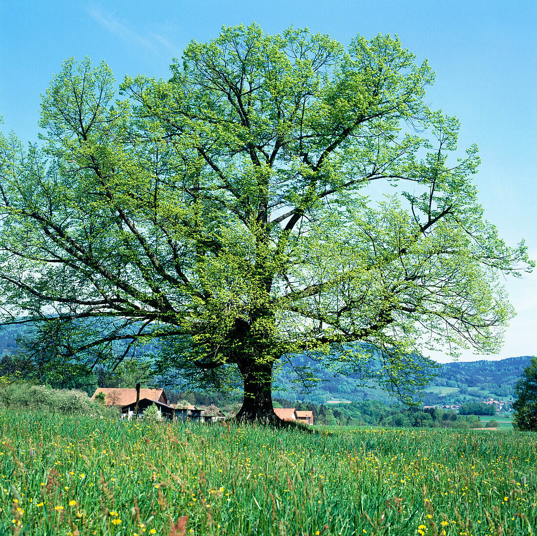 Linden in spring. Bavaria. Germany