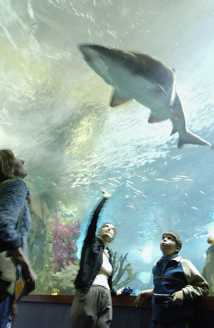 Besucher und Hai im Aquarium. San Sebastián, Guipúzcoa. Euskadi, Spanien