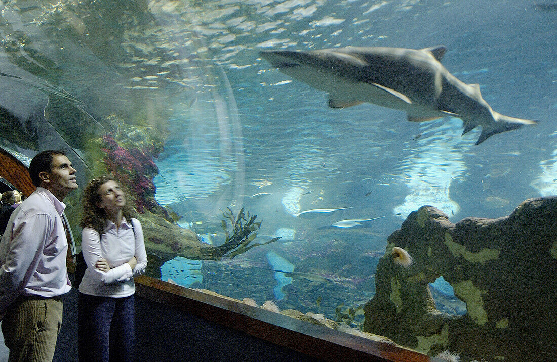 Besucher und Hai im Aquarium. San Sebastián, Guipúzcoa. Euskadi, Spanien