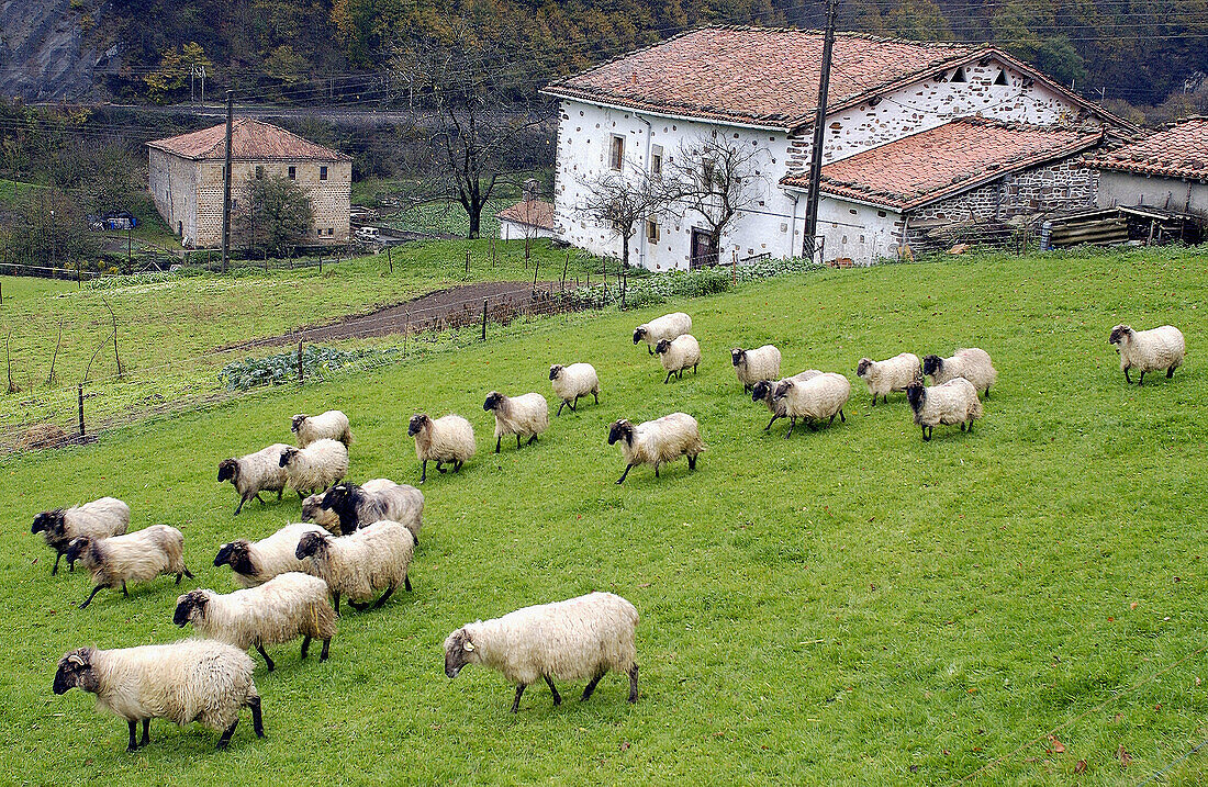 Latza-Schaf. Brinkola. Legazpi, Guipúzcoa. Euskadi, Spanien