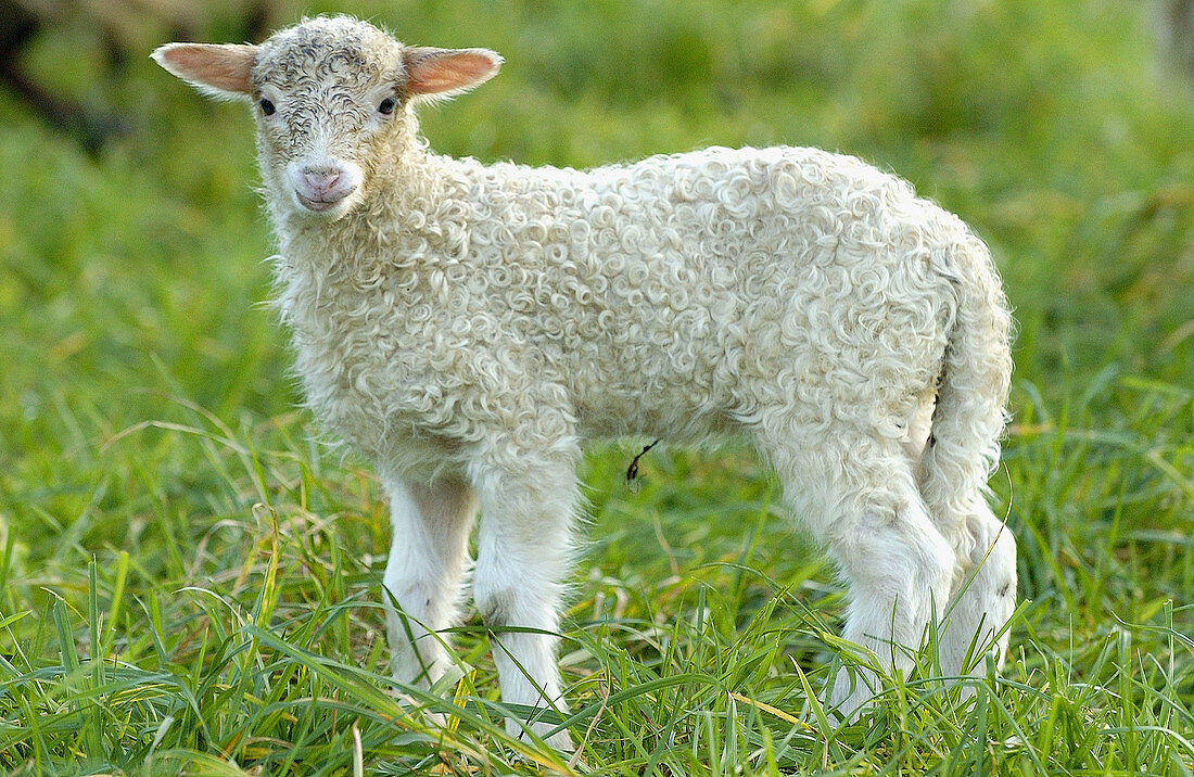 Latza-Schaf, Lamm. Legazpi. Guipúzcoa, Spanien