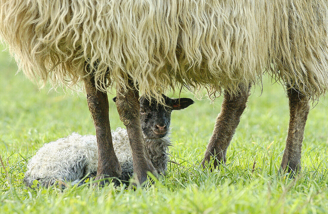 Latza-Schaf, erwachsen und Lamm. Legazpi. Guipúzcoa, Spanien