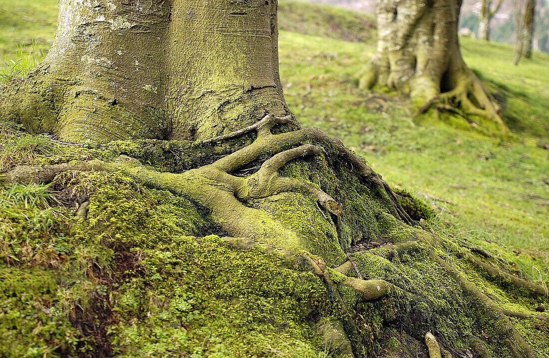 Beechwood. Urkiola Natural Park, Álava-Vizcaya. Euskadi, Spain