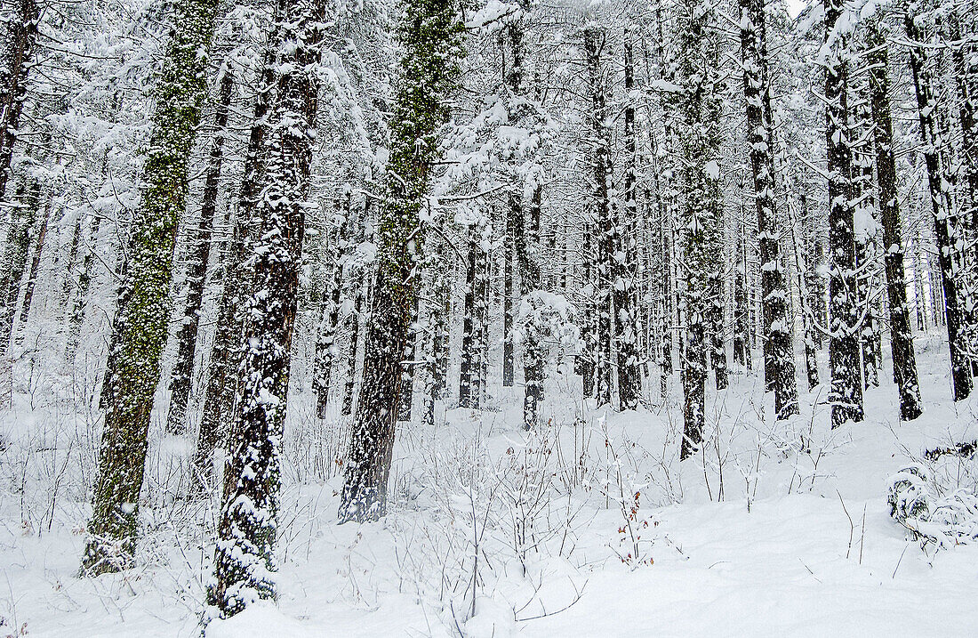 Sierra de Aitzkorri im Winter. Guipúzcoa, Spanien