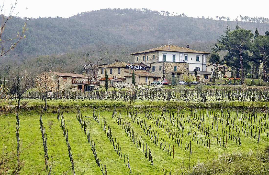 Chianti-Weinberge. Toskana, Italien