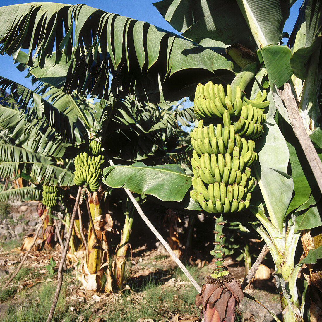 Agriculture, Banana, Banana tree, Banana trees, Bananas, Banane field, Banane fields, Canarias, Canary Islands, Color, Colour, Crop, Crops, Daytime, Economy, Exterior, Farming, Fruit, Fruits, Green, La Palma, Outdoor, Outdoors, Outside, Plantation, Plant