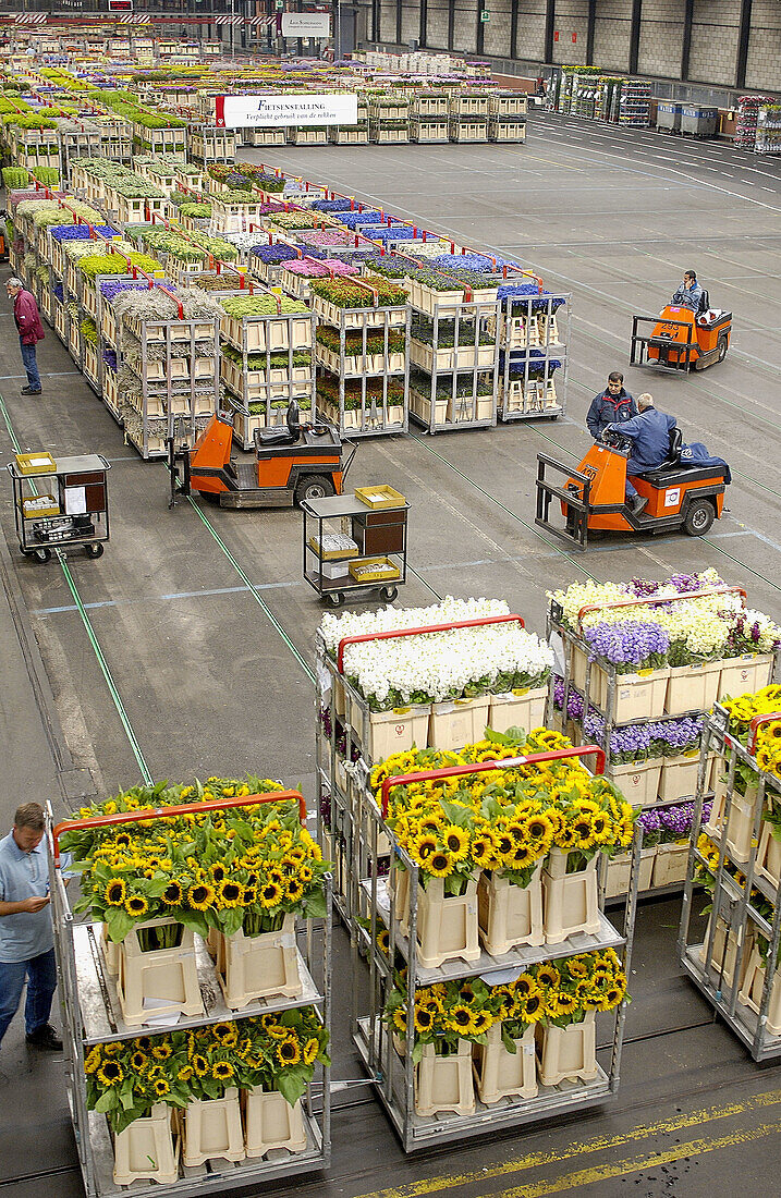 Verteilungshalle, Blumenauktion (Bloemenveiling) Aalsmeer. Niederlande