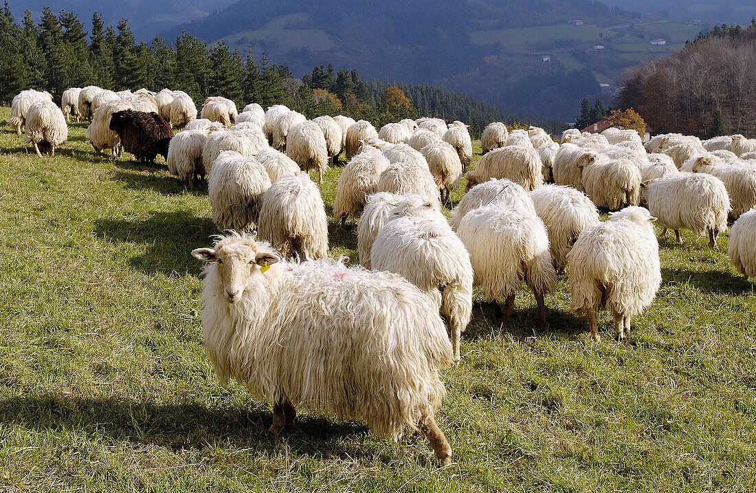 Schaf. Berg Irimo. Urretxu, Gipuzkoa, Euskadi. Spanien.