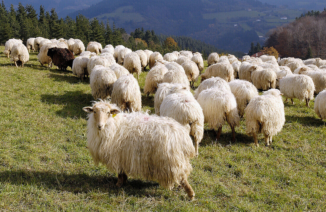 Sheep. Mount Irimo. Urretxu, Gipuzkoa, Euskadi. Spain.
