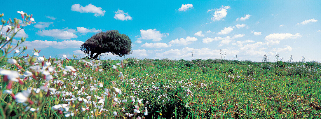 Wild olive tree (Olea europaea var. sylvestris). Minorca, Balearic Islands. Spain