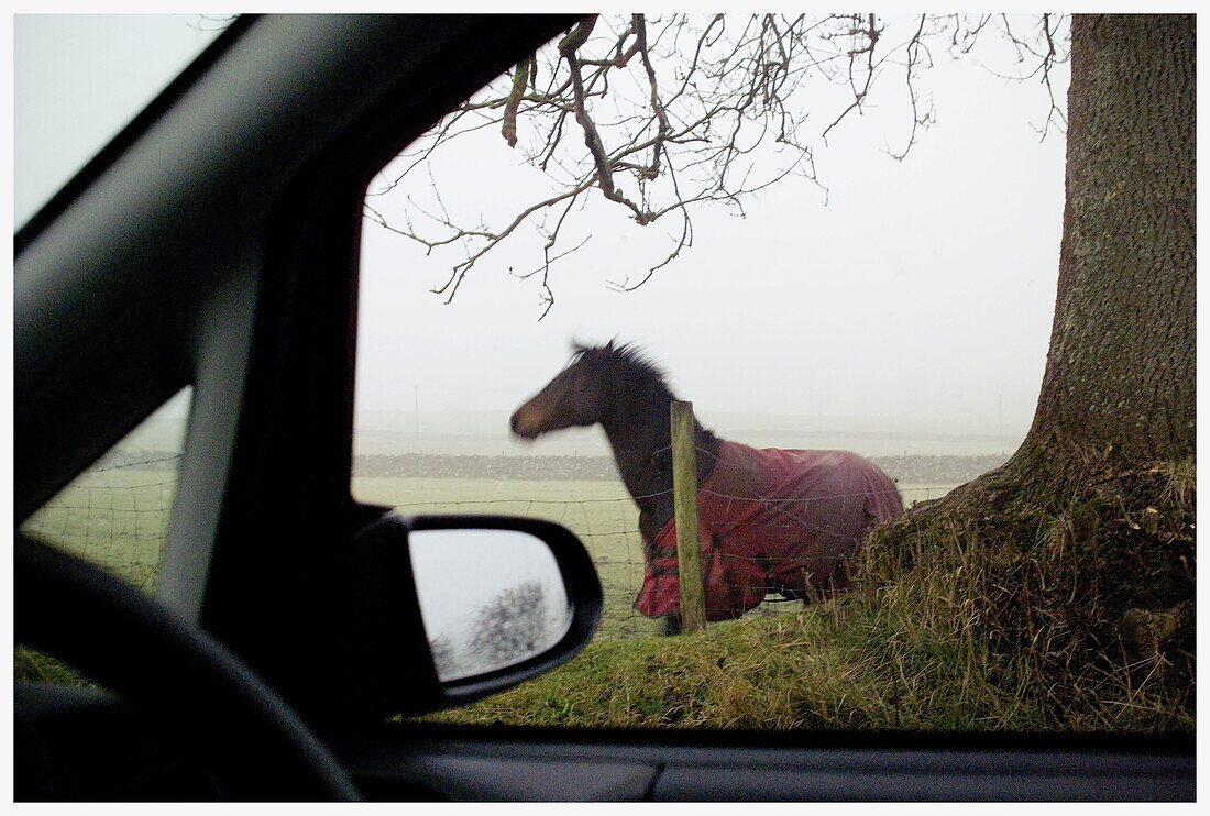 Horse, North Yorkshire Dales. England, UK