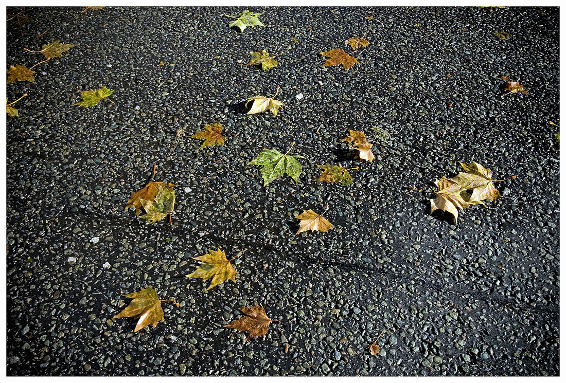 Leaves on street.