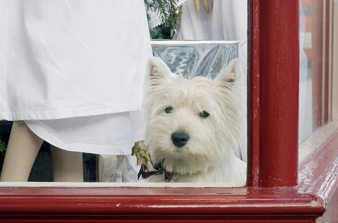 White dog in a window shop in Kings Road, London, UK