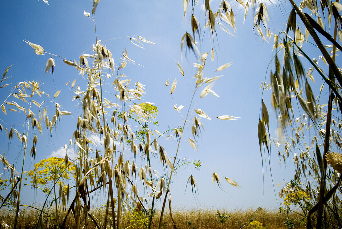  Blue, Blue sky, Close up, Close-up, Closeup, Color, Colour, Country, Countryside, Daytime, Detail, Details, Exterior, Field, Fields, Green, Nature, Outdoor, Outdoors, Outside, Plant, Plants, Scenic, Scenics, Skies, Sky, Vegetation, B75-643213, agefotosto