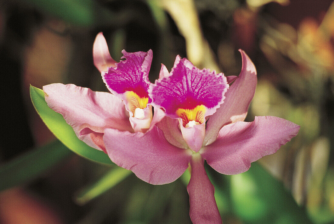 Purple orchid. Reunion Island (France)