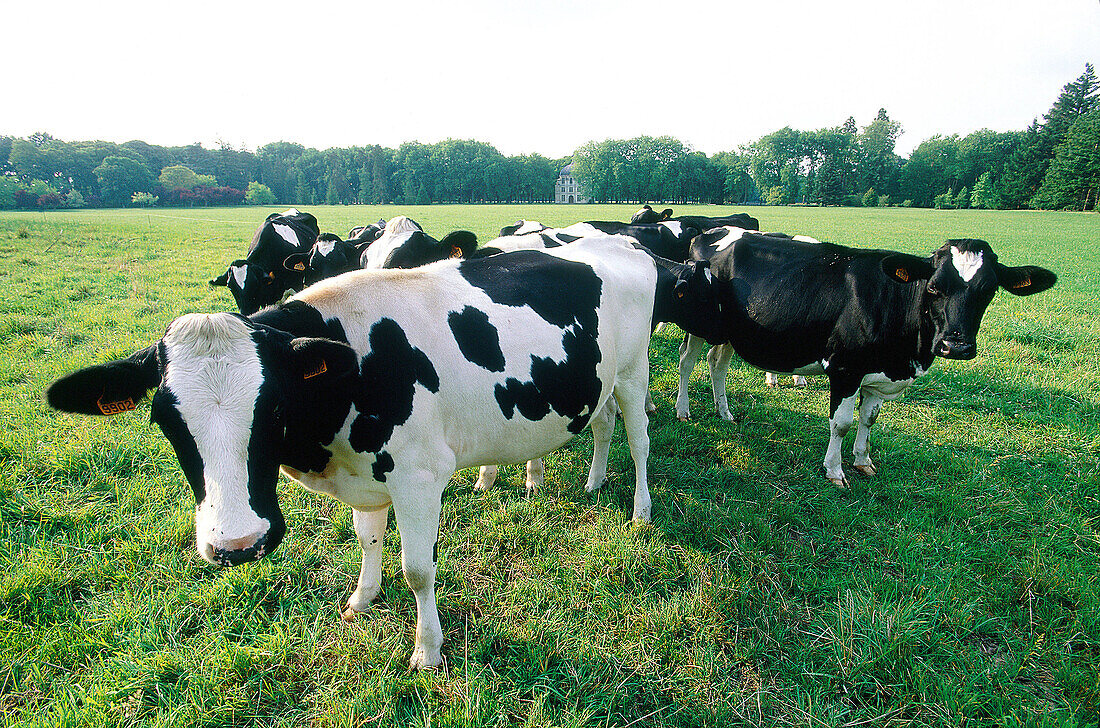 Cows grazing in field. Touraine. France