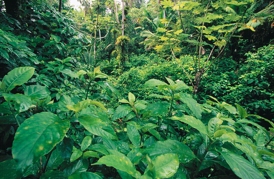 El Yunque Rainforest. Puerto Rico