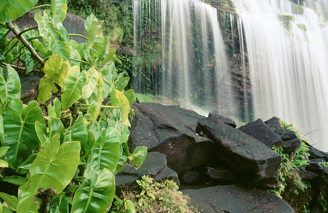 Waterfall. Canaima National Park. Venezuela