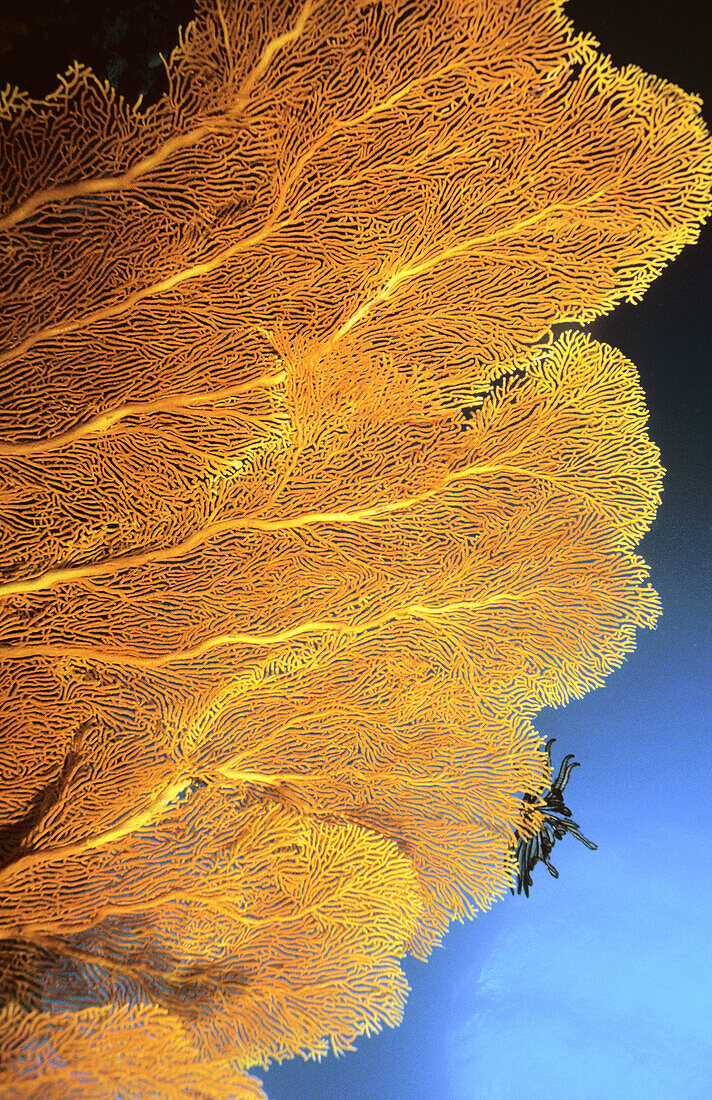 Large gorgonian Sea Fan (Subergorgia sp.). Coral Sea