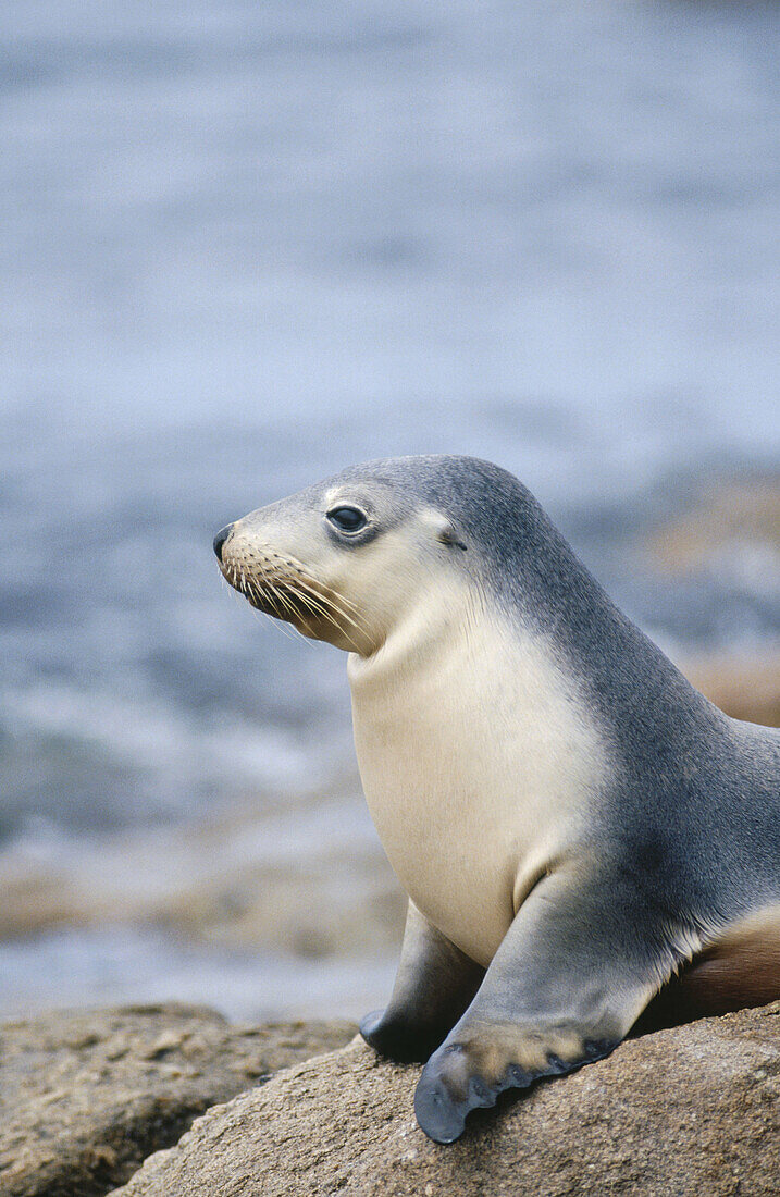 Australian Sea Lion (Neophoca cinerea)