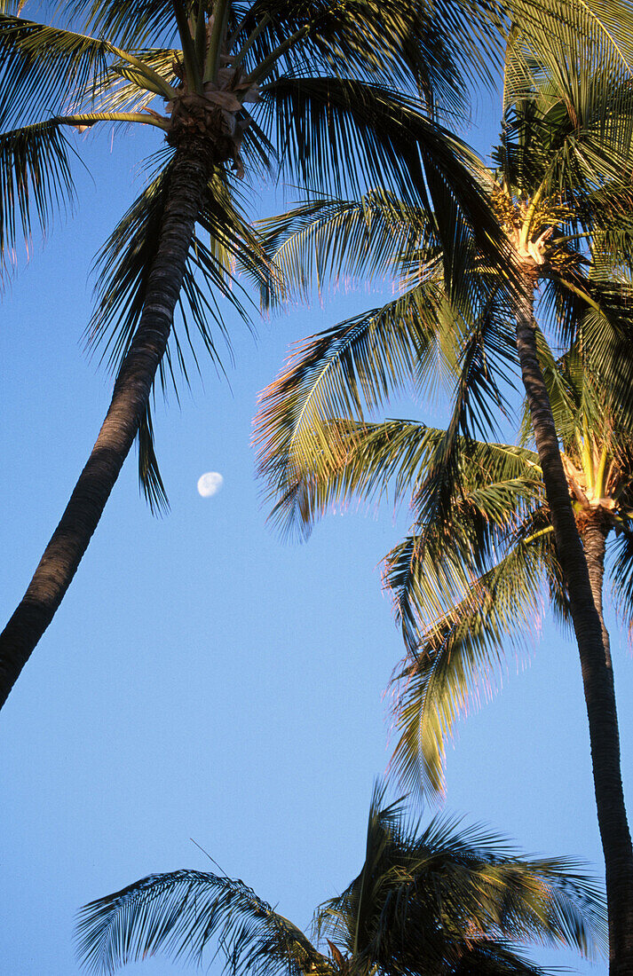 Palm trees with moon. Kona. Big Island, Hawaii. USA.