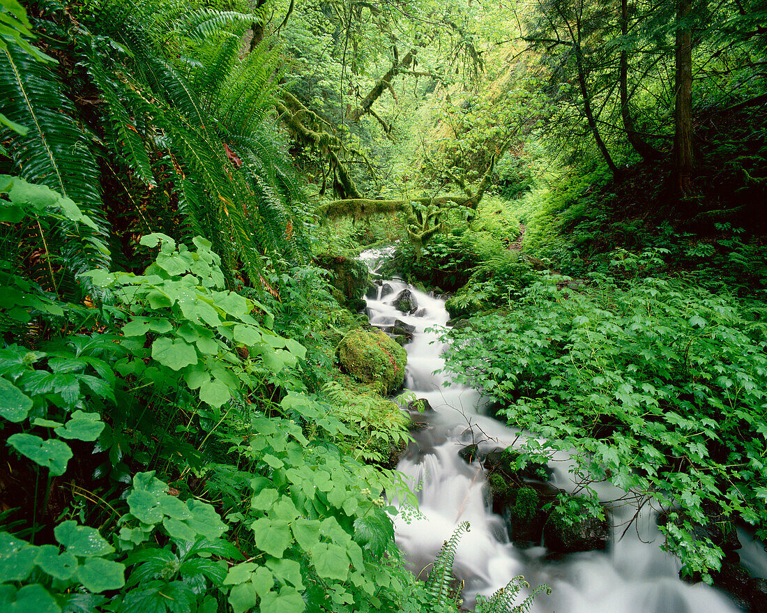 Wahkeena creek. Columbia river gorge. Oregon. USA.