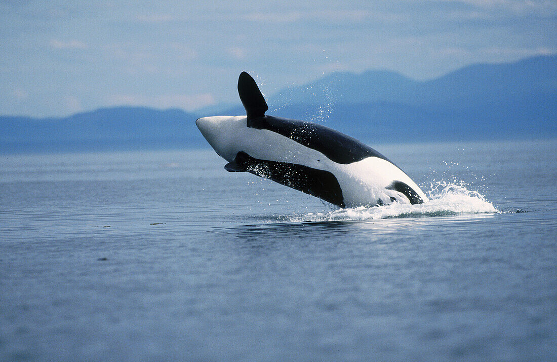 Breaching orca whale. Near San Juan island. Washington. USA.