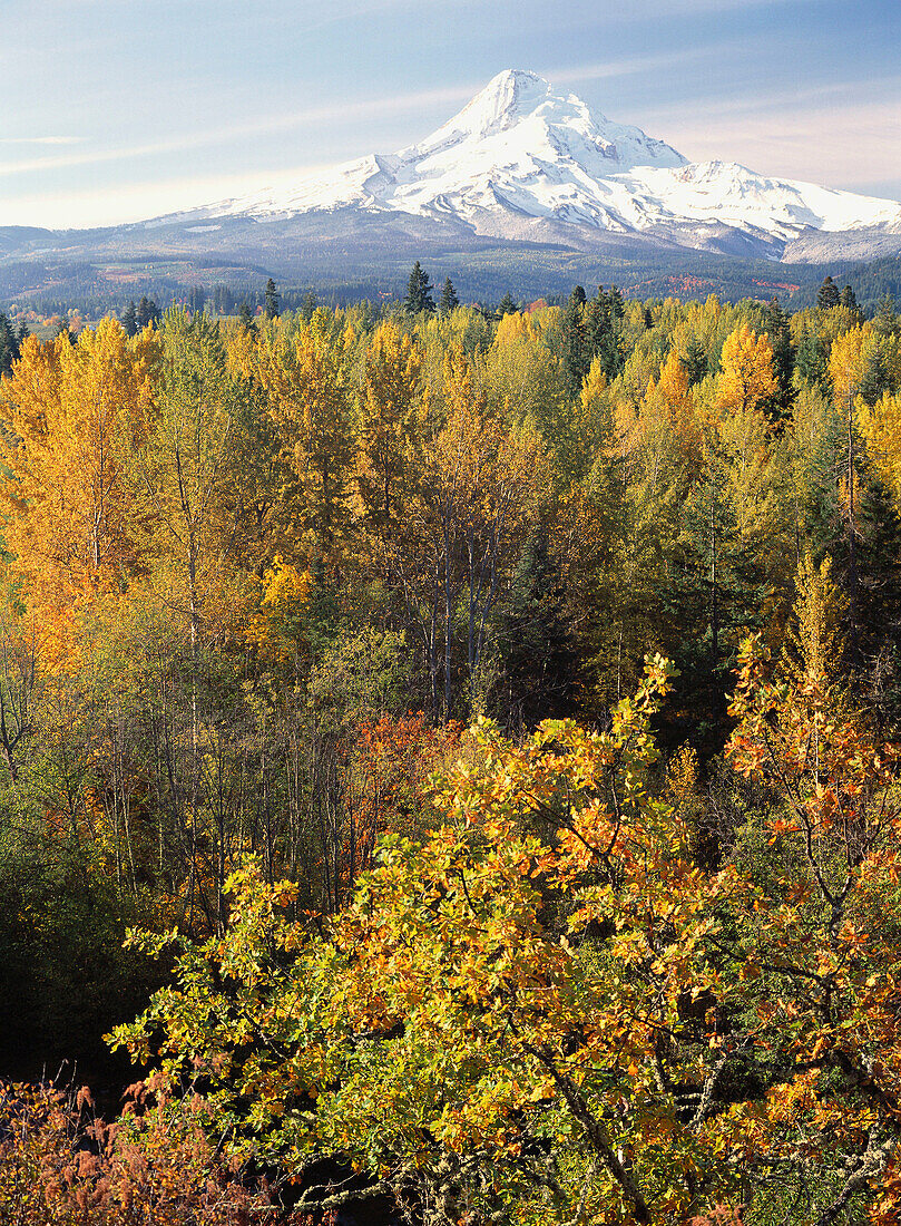 Fall trees and Hood river. Mount Hood background. Oregon. USA.