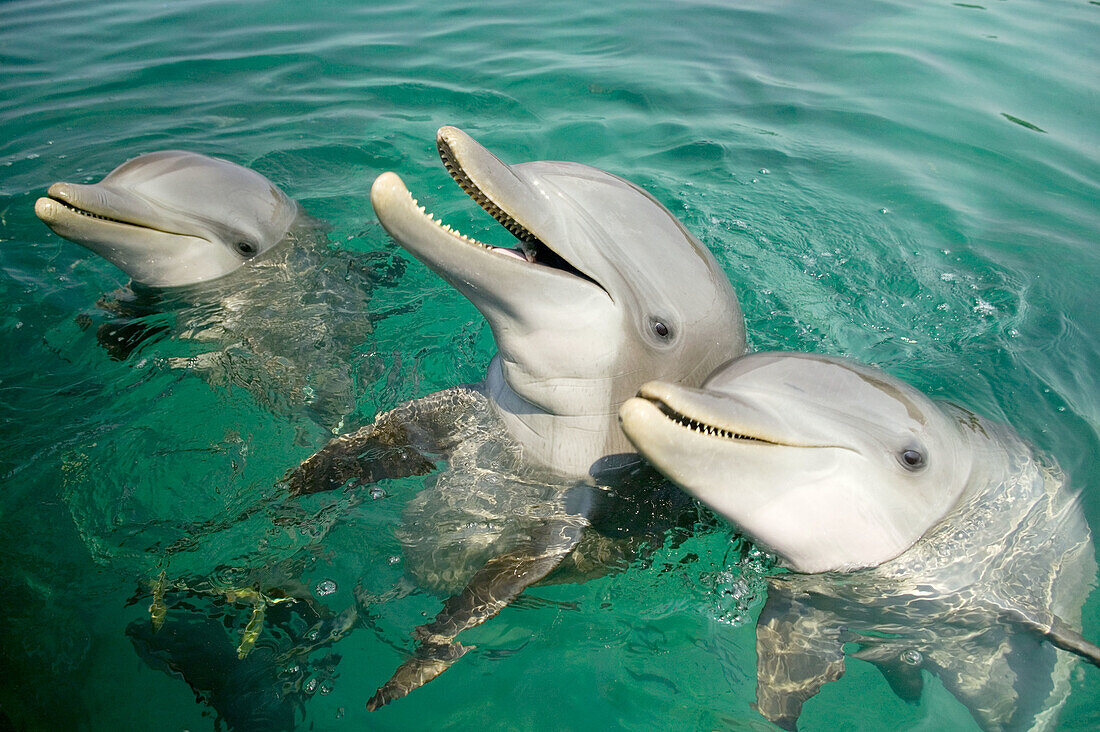 Bottlenose Dolphins (Tursiops truncatus) Caribbean Sea