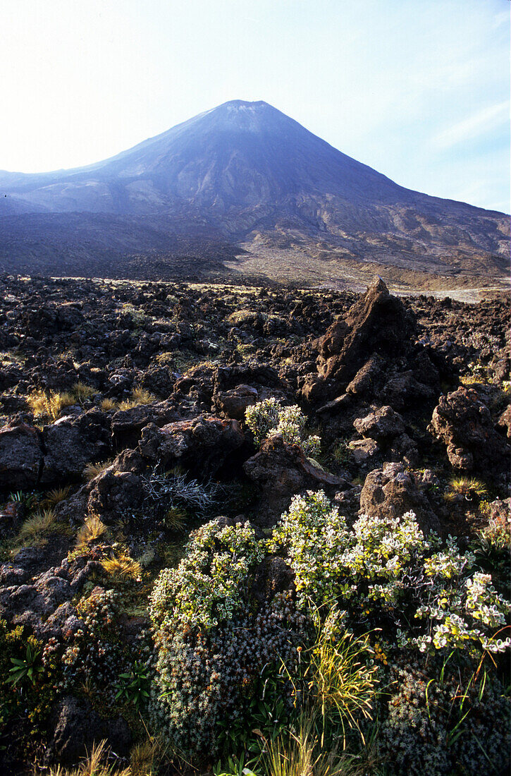 View over wildflowers to Mt.Ngauruhoe, Tongariro National Park, North Island, New Zealand