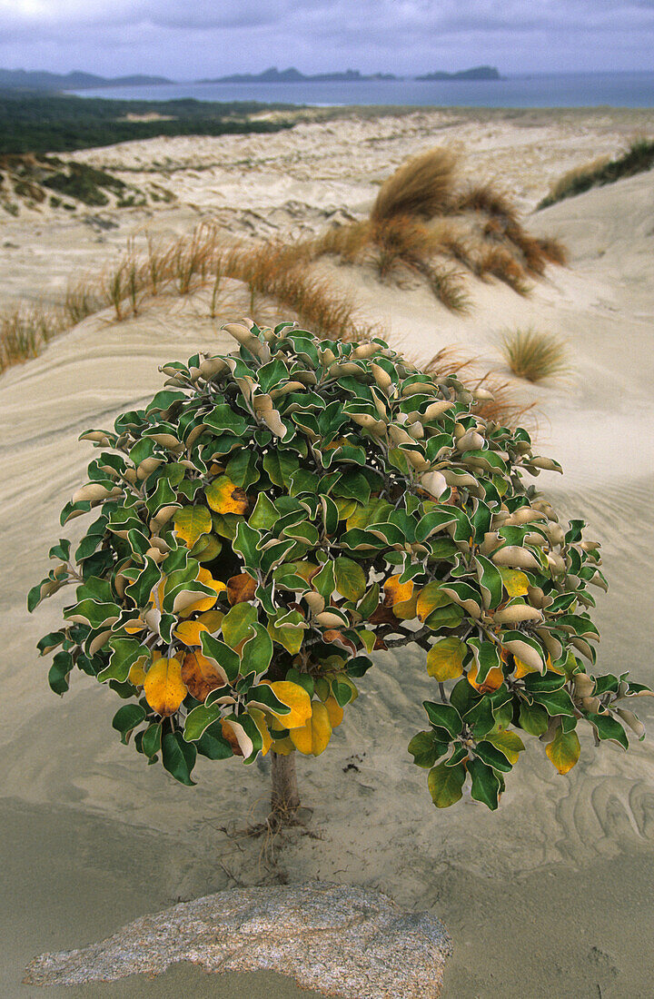 Muttonbird Scrub, Busch in den Sanddünen hinter Mason Bay, Steward Island Neuseeland