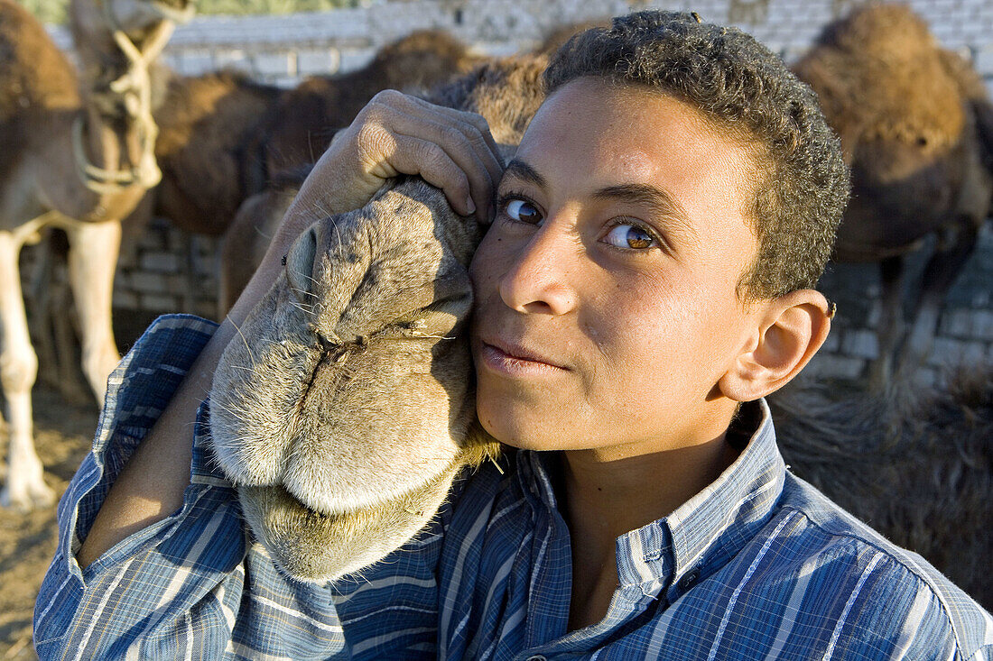 Moroccan camels breeding. Oasis of Bahariya. Egypt