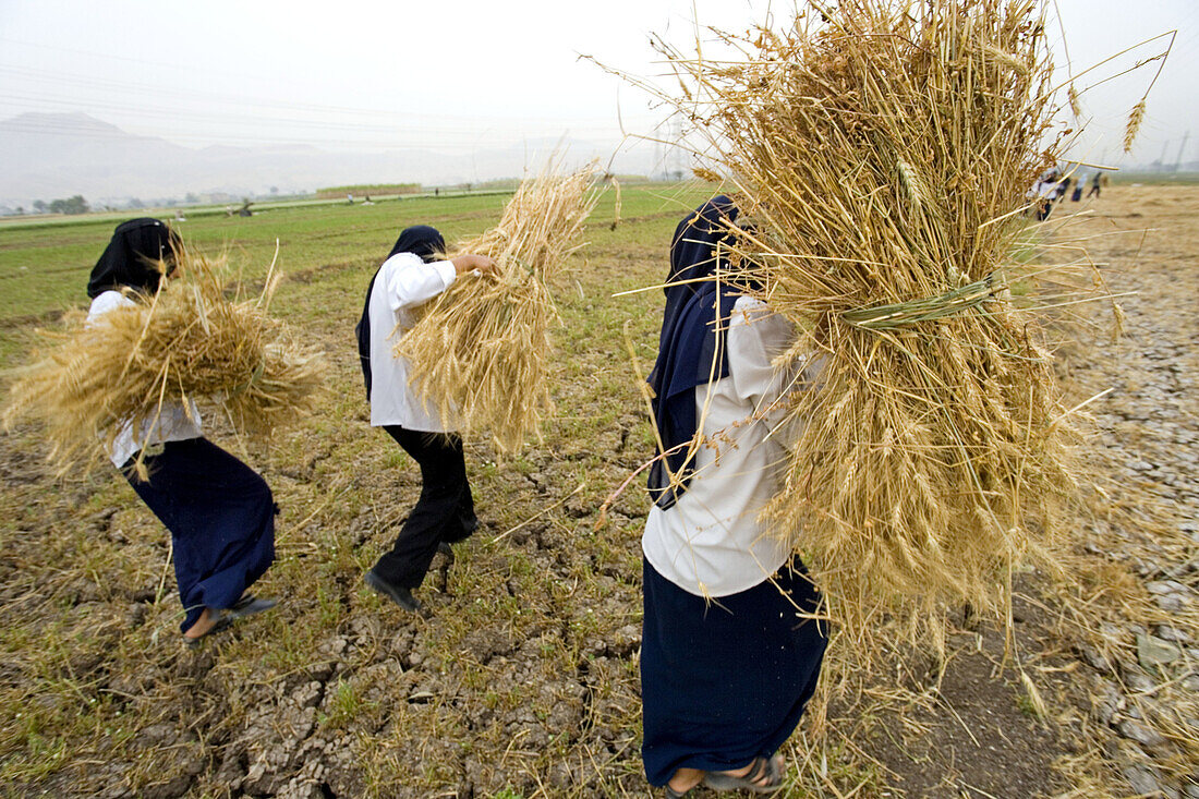 Schoolgirls and boys learning how to harvest wheat. West bank of river Nile. Luxor. Egypt