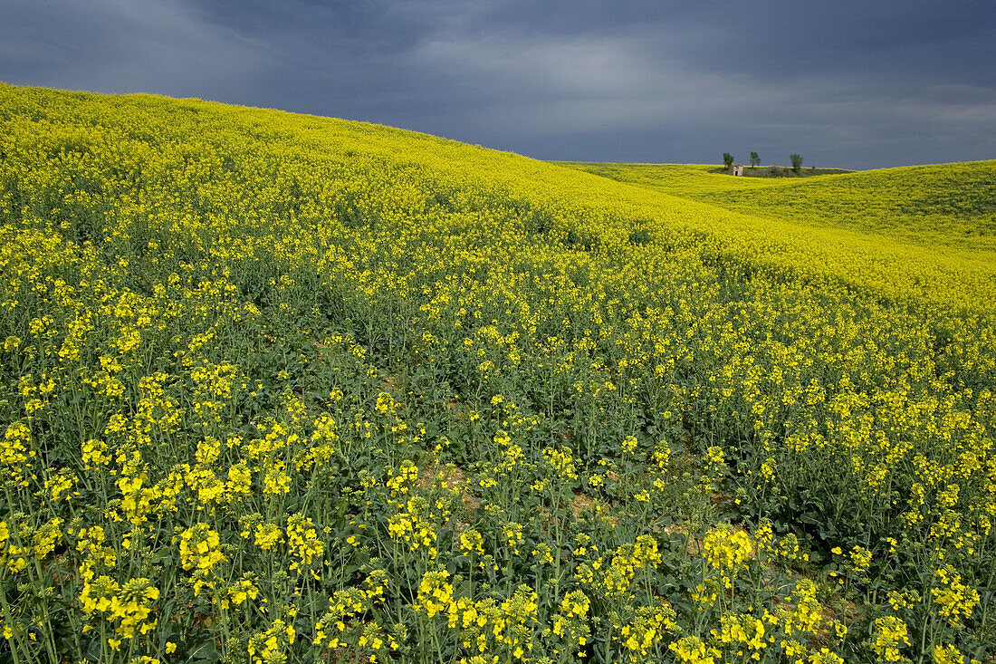 Colza fields at spring. Valensole village and plateau. Provence. France