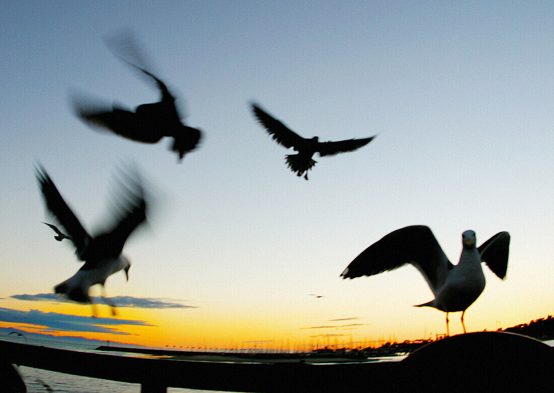  Abenddämmerung, Aussen, Außen, Bewegung, Dämmerung, Farbe, Fliegen, Flug, Flüge, Gruppe, Gruppen, Horizontal, Möwe, Möwen, Natur, Silhouette, Silhouetten, Tier, Tiere, Unscharf, Verwischt, Vier, Vier Tiere, Vogel, Vögel, Wildtiere, Zoologie, B08-321708, 