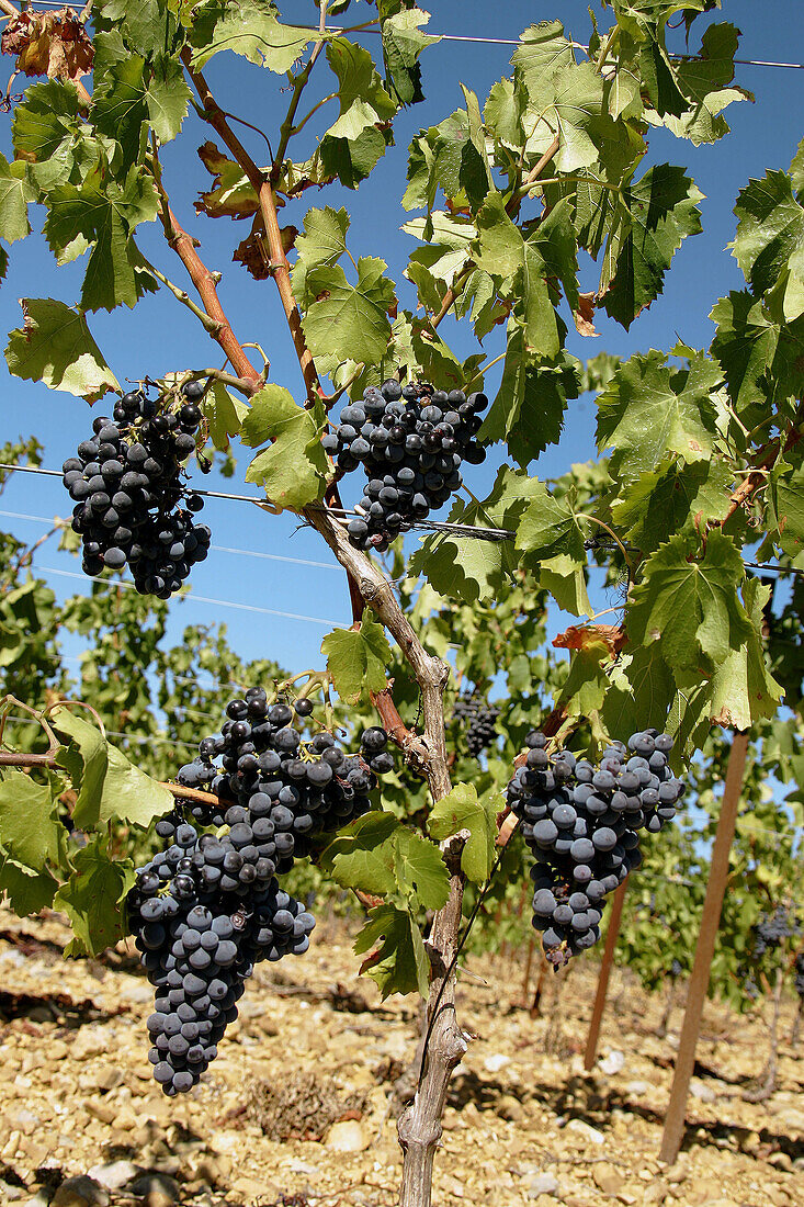 Grapes. Languedoc-Roussillon. France.