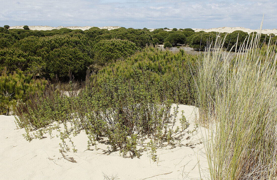 Dunas móviles (Wanderdünen) und corrales (von Dünen umgebene Kieferngruppen). Doñana-Nationalpark. Provinz Huelva. Spanien