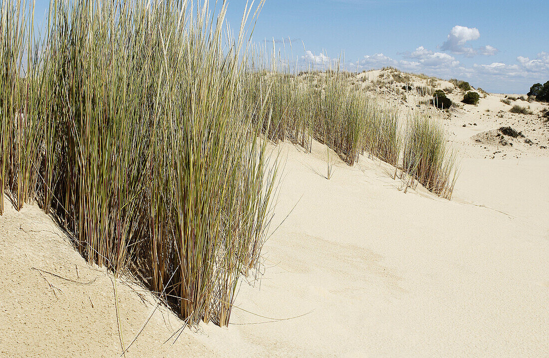 Dunas móviles (moving dunes) and corrales (groups of pine trees encircled by dunes). Doñana National Park. Huelva province. Spain