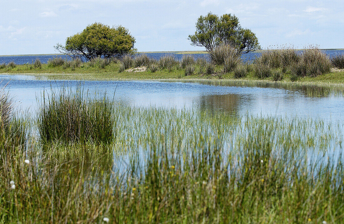 Feuchtgebiete. Doñana-Nationalpark. Provinz Huelva. Spanien