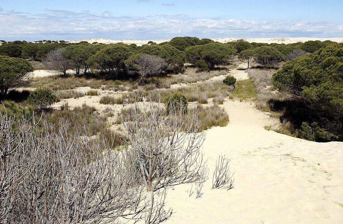 Dunas móviles (Wanderdünen) und corrales (Kieferngruppen, die von Dünen umgeben sind). Doñana-Nationalpark. Provinz Huelva. Spanien