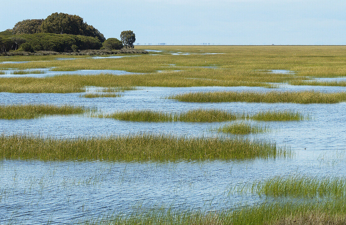 Feuchtgebiete. Doñana-Nationalpark. Provinz Huelva. Spanien