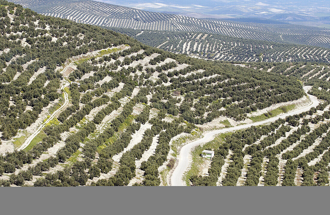 Olive grove. Jaén province. Spain